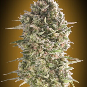 Do-Si-Dos Cookies von 00 Seeds