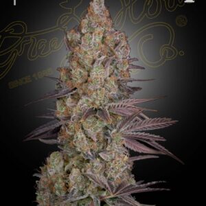 Exodus Cheese von Green House Seed Co.