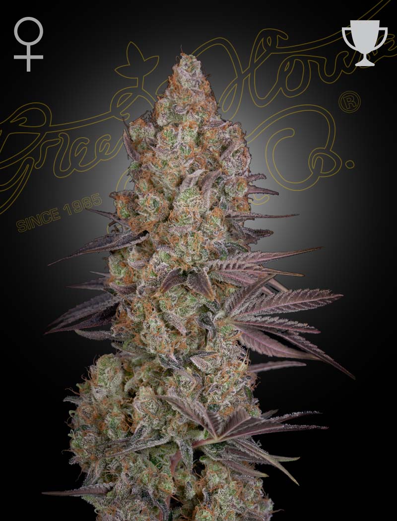Exodus Cheese von Green House Seed Co.