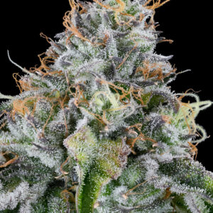 Easy Money von Grounded Genetics