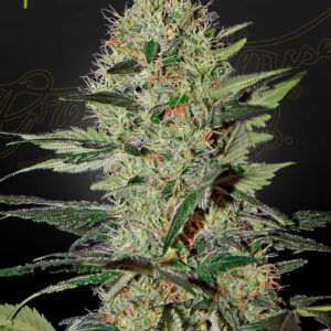 Exodus Cheese Auto von Green House Seed Co.