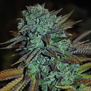 GG4 (Expert Gorilla) von Expert Seeds