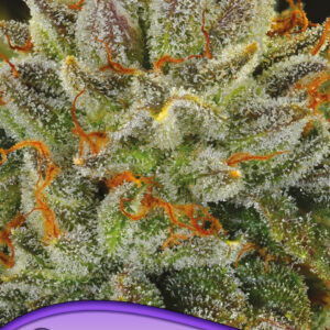 Fat Monkey Auto von Anesia Seeds