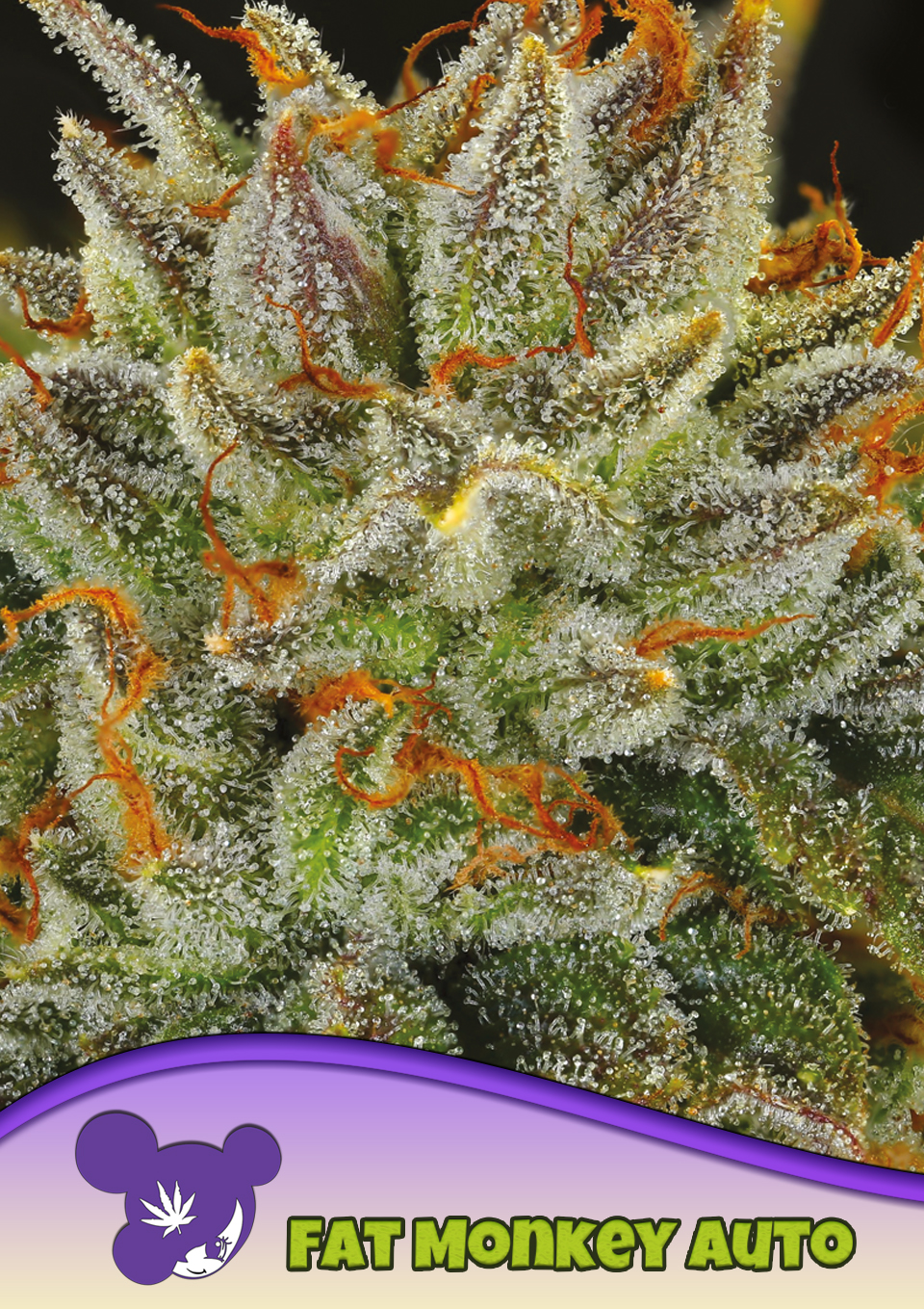 Fat Monkey Auto von Anesia Seeds