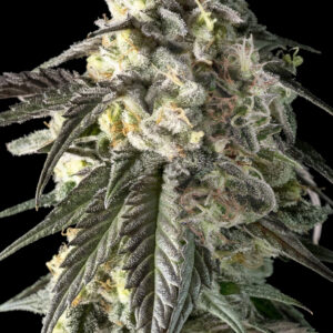 Fire DOG von Advanced Seeds