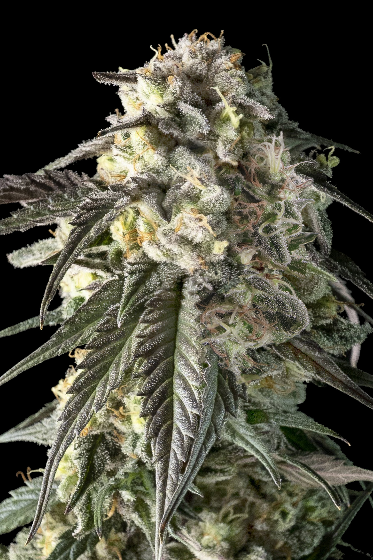 Fire DOG von Advanced Seeds