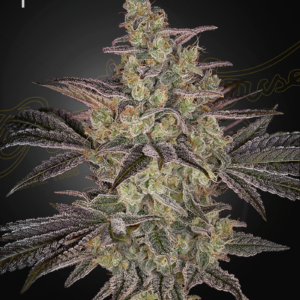 Frosted Guava Autoflowering von Green House Seed Co.