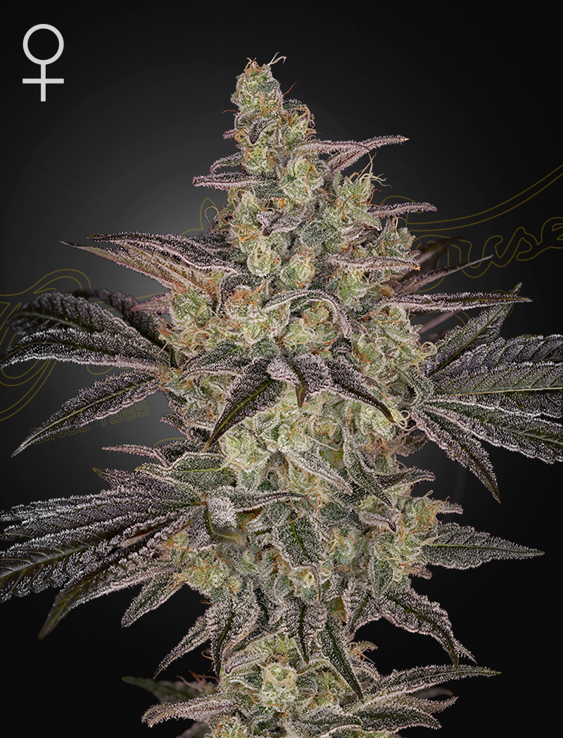 Frosted Guava Autoflowering von Green House Seed Co.