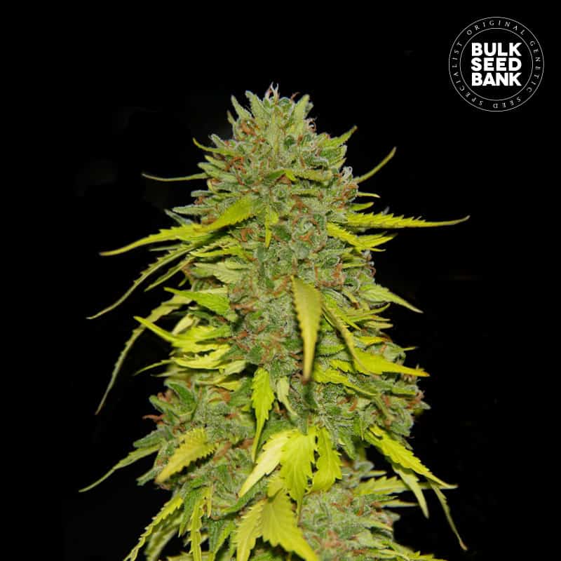 Ak von Bulk Seed Bank