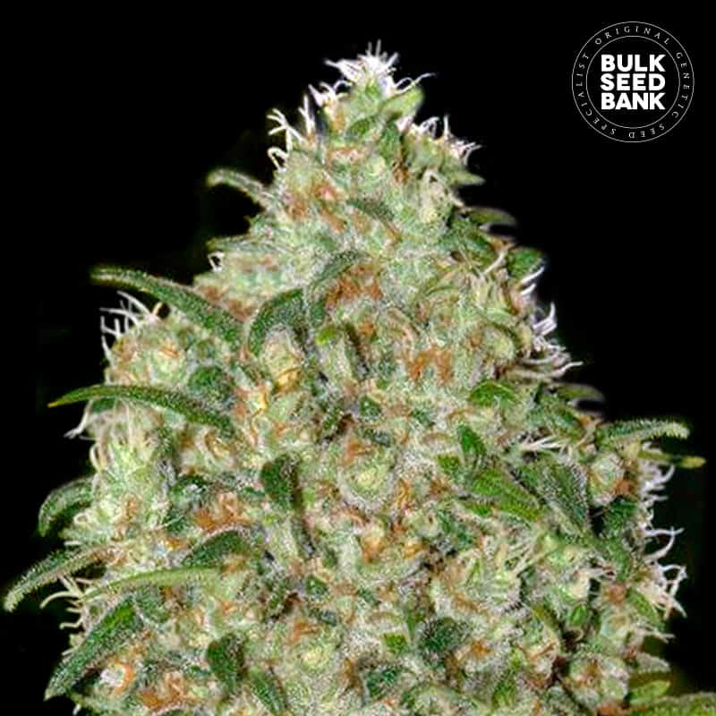 Amnesia Platinum von Bulk Seed Bank