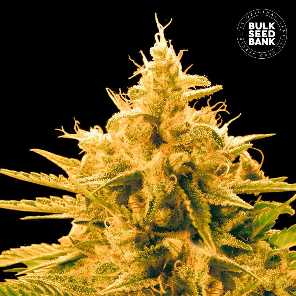 Ananas Funk von Bulk Seed Bank