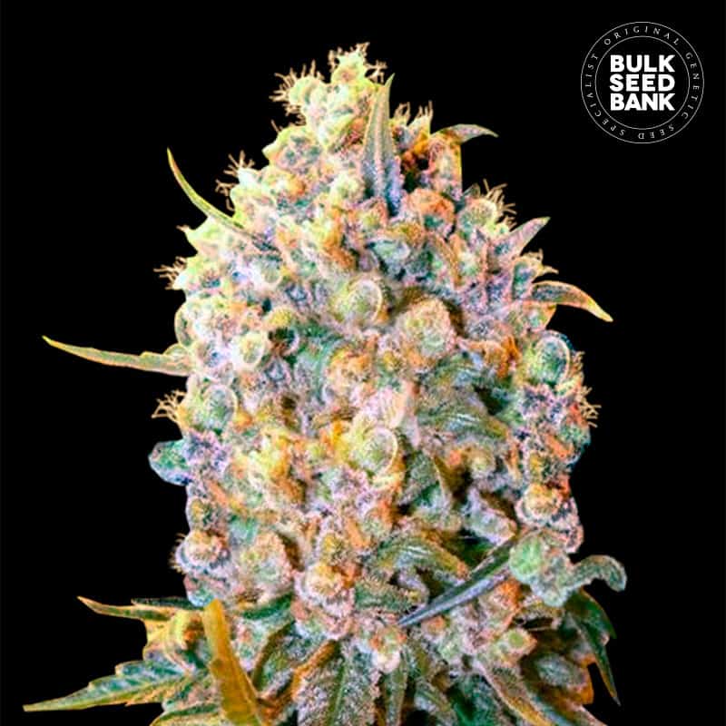 Bigger Bud Feminised