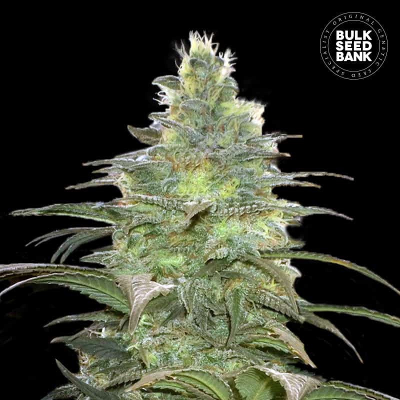 Blueberry Berry Feminised