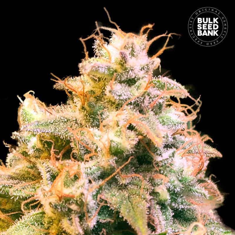 Guerilla Glue von Bulk Seed Bank