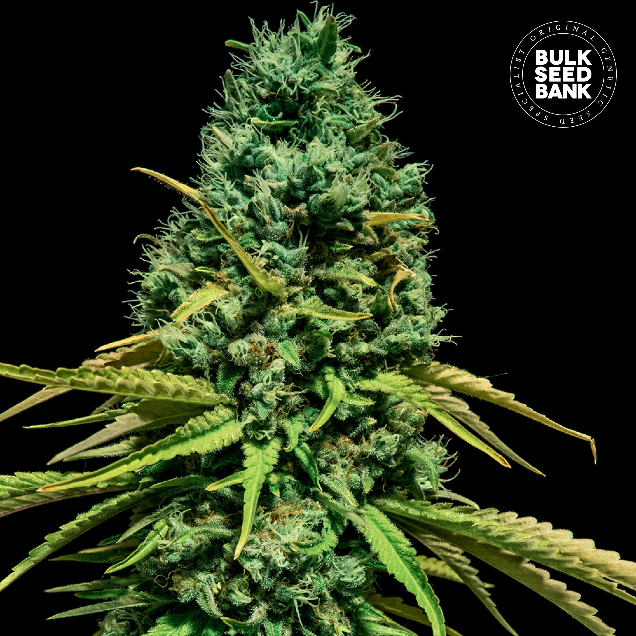 Hell Bells OG von Bulk Seed Bank