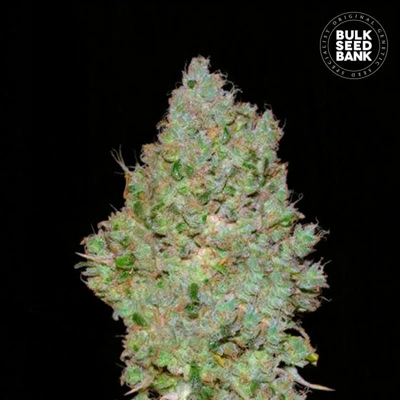 Jack Hair von Bulk Seed Bank
