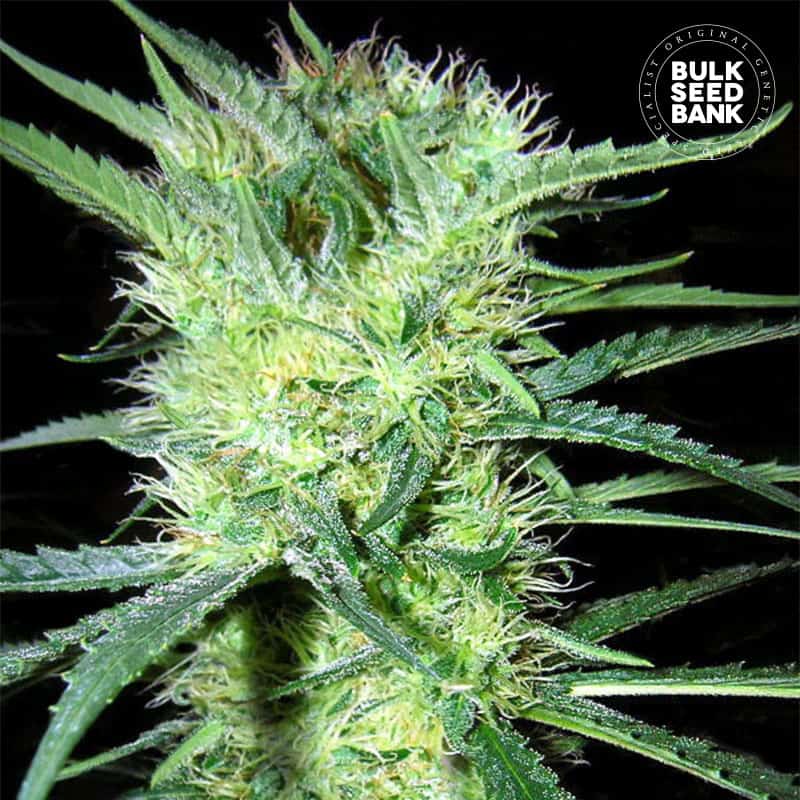 K2 von Bulk Seed Bank