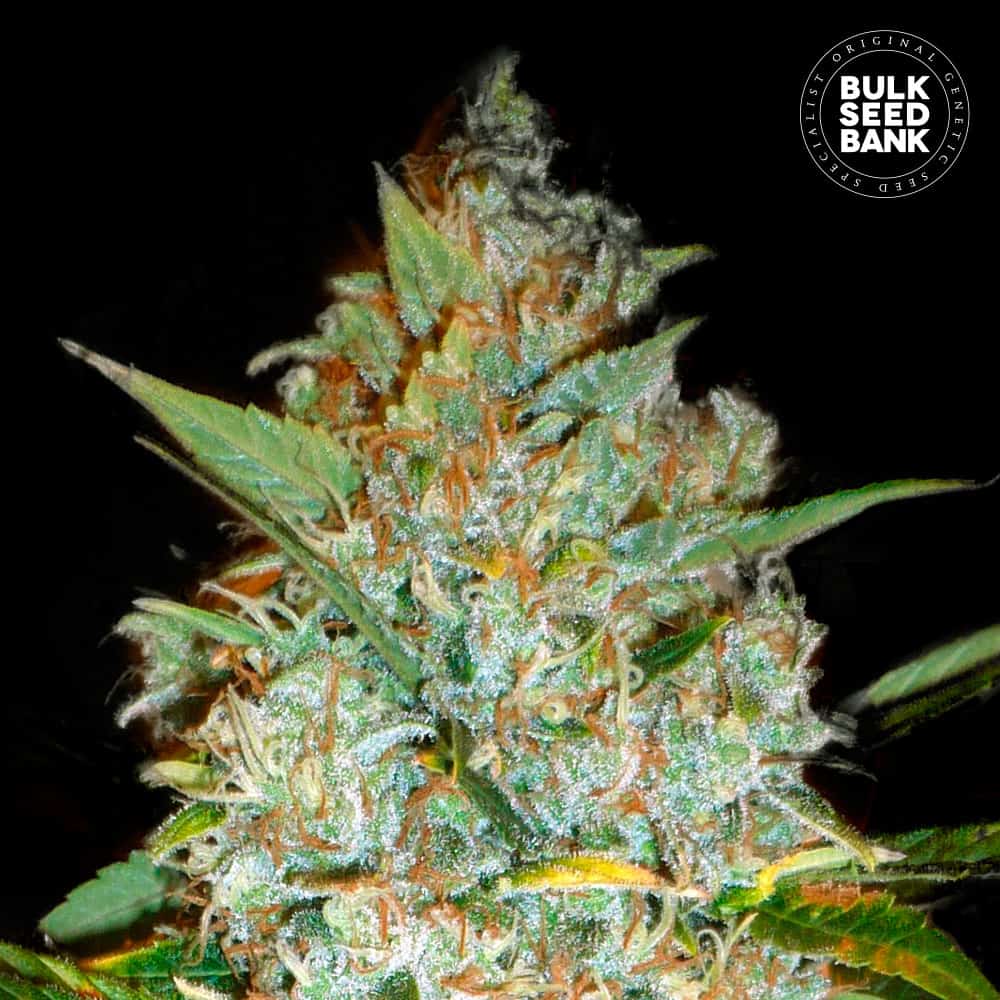 Kalis Mistery von Bulk Seed Bank