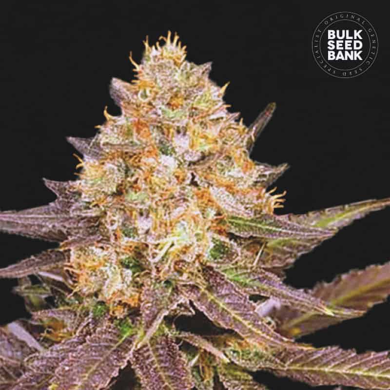 Lavender Best von Bulk Seed Bank
