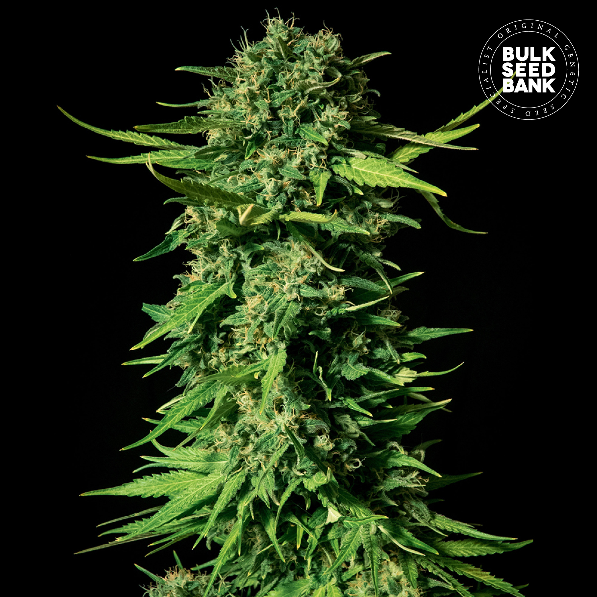 Mandalime Juice von Bulk Seed Bank