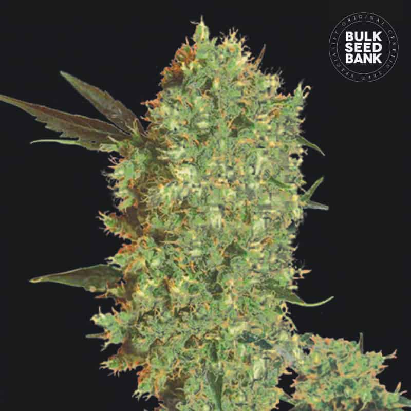Marleys Bud von Bulk Seed Bank