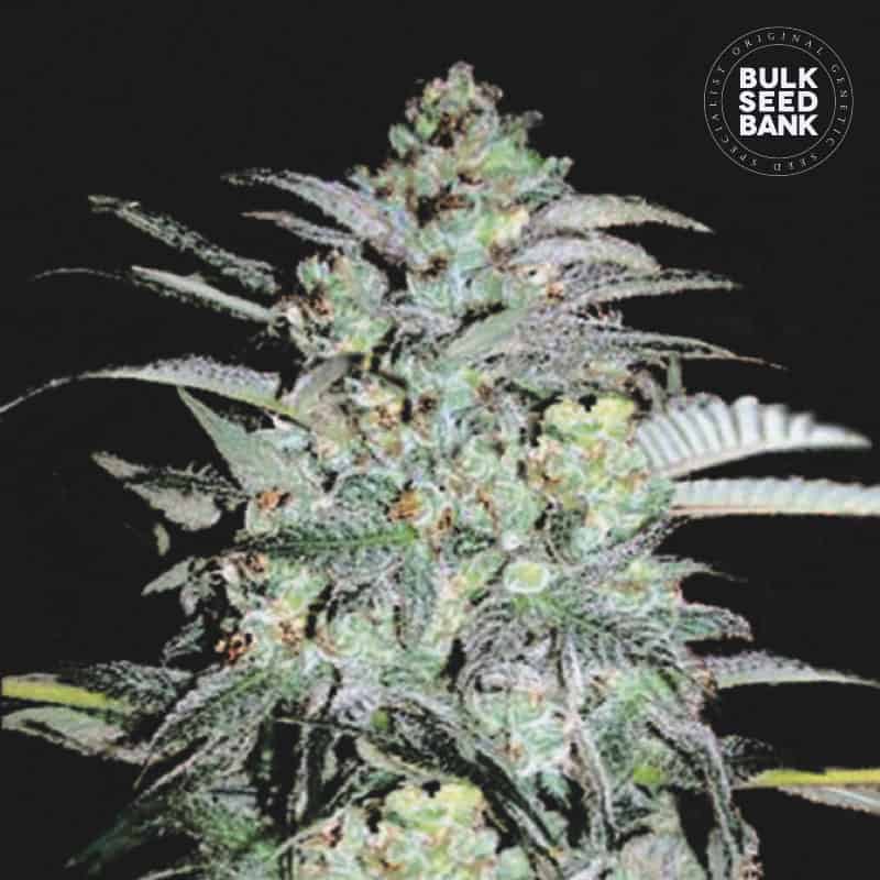 Mazar Extra von Bulk Seed Bank