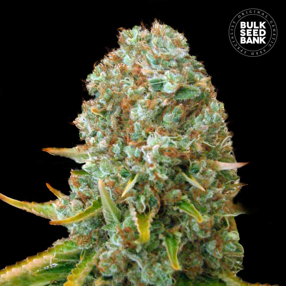 Moby Big von Bulk Seed Bank