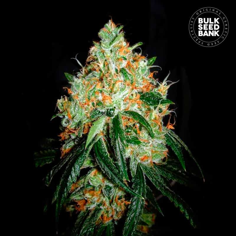 Original Orange Bud von Bulk Seed Bank