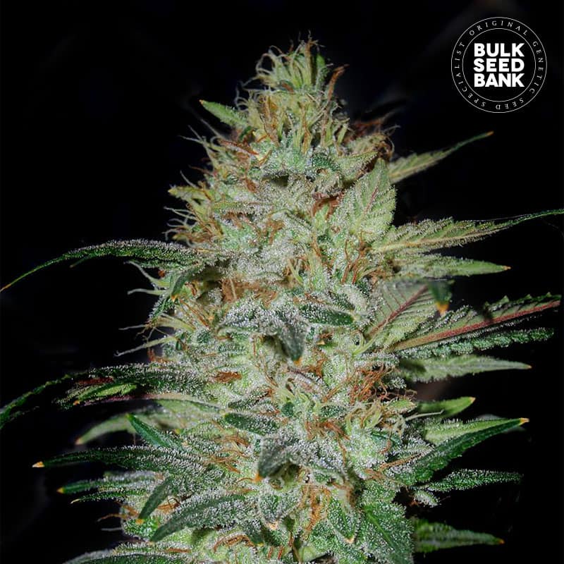 Sensible Star von Bulk Seed Bank
