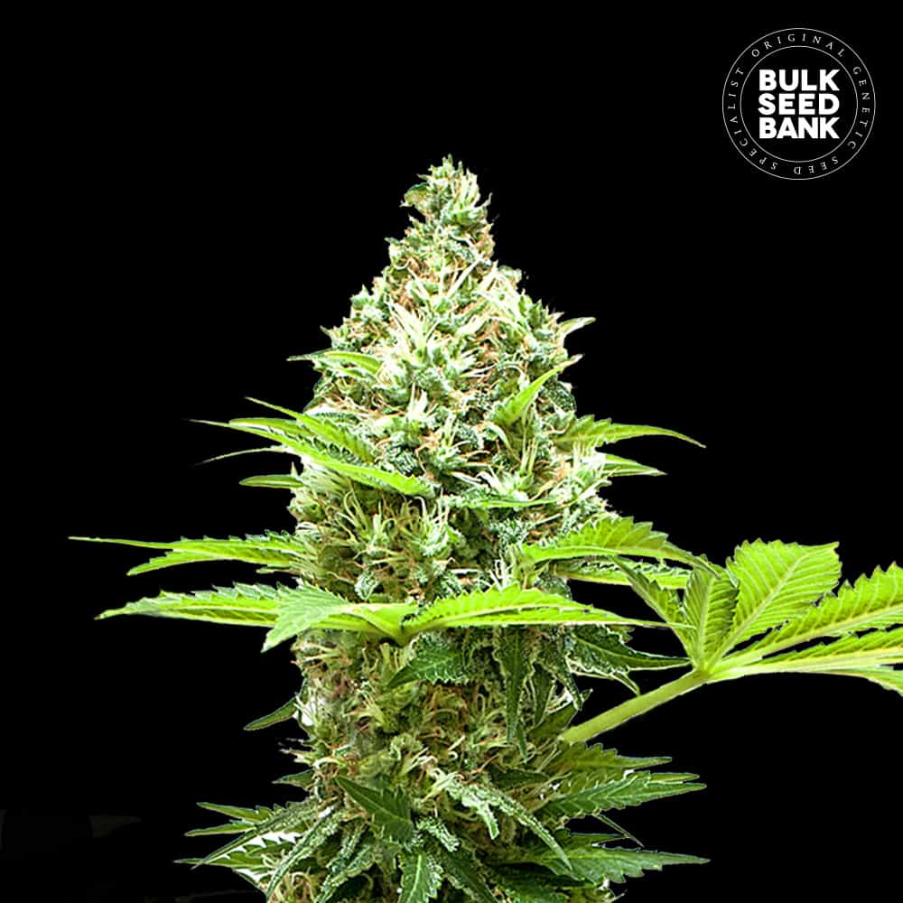 Sherbet Power von Bulk Seed Bank