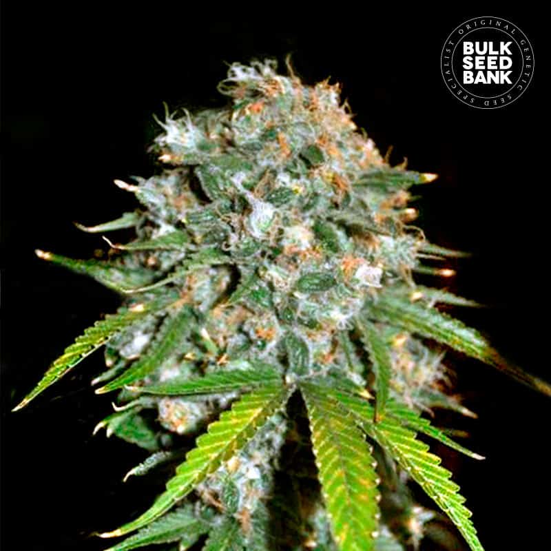 Skunk 99 von Bulk Seed Bank