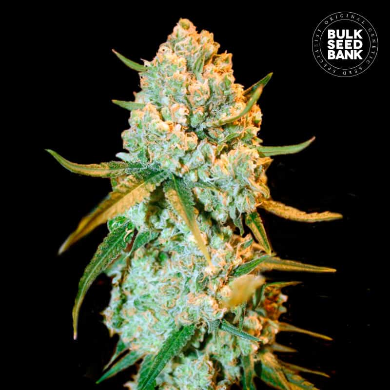 Special Crystal Haze von Bulk Seed Bank