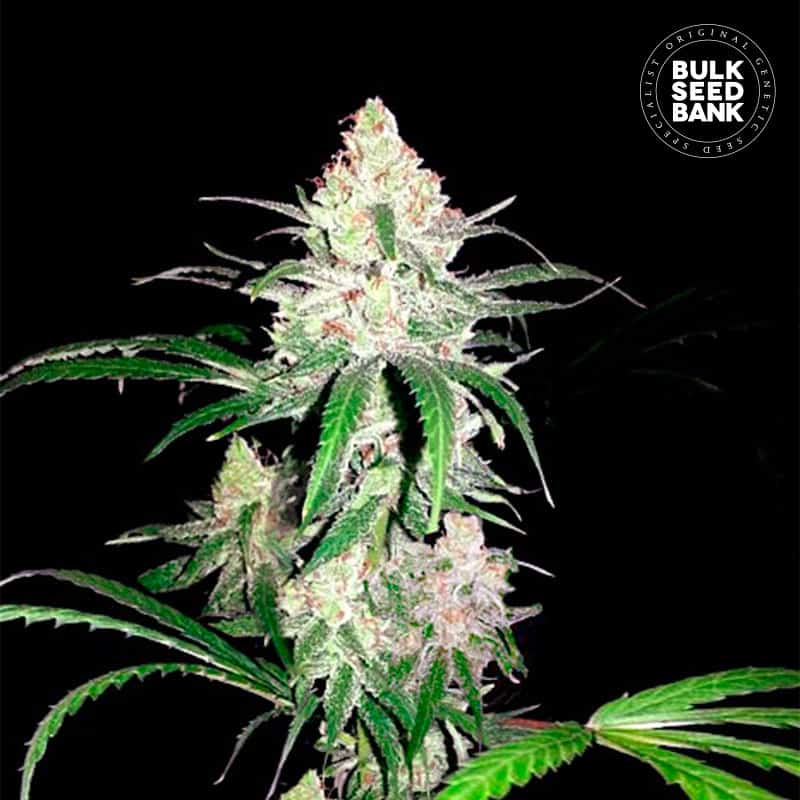 Special Lime Haze von Bulk Seed Bank
