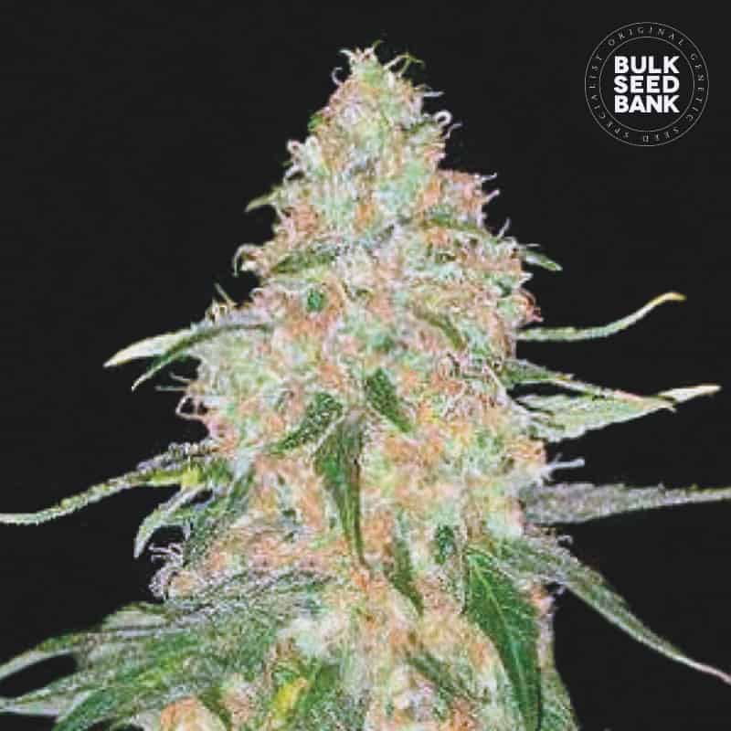 Special Skunk von Bulk Seed Bank