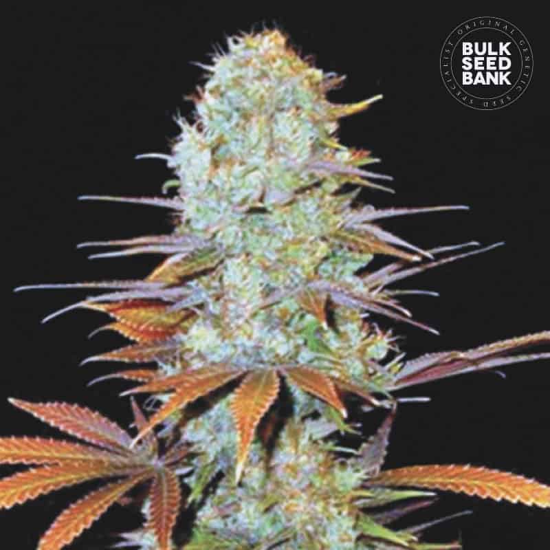 Sunmango von Bulk Seed Bank