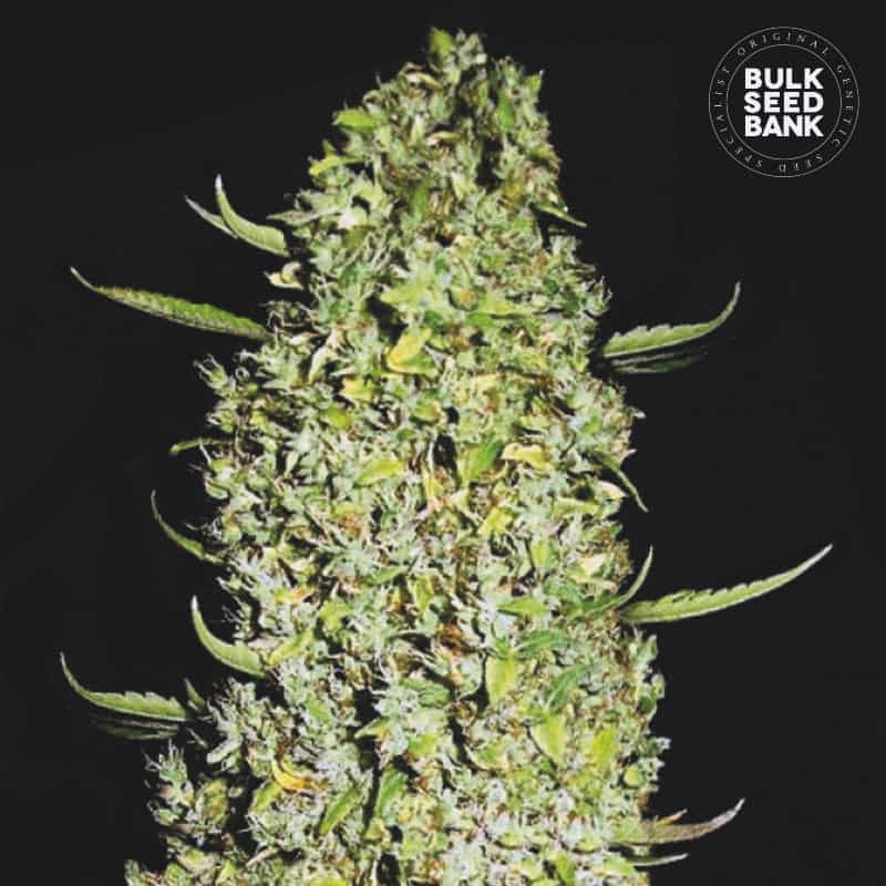 The Unlimited von Bulk Seed Bank