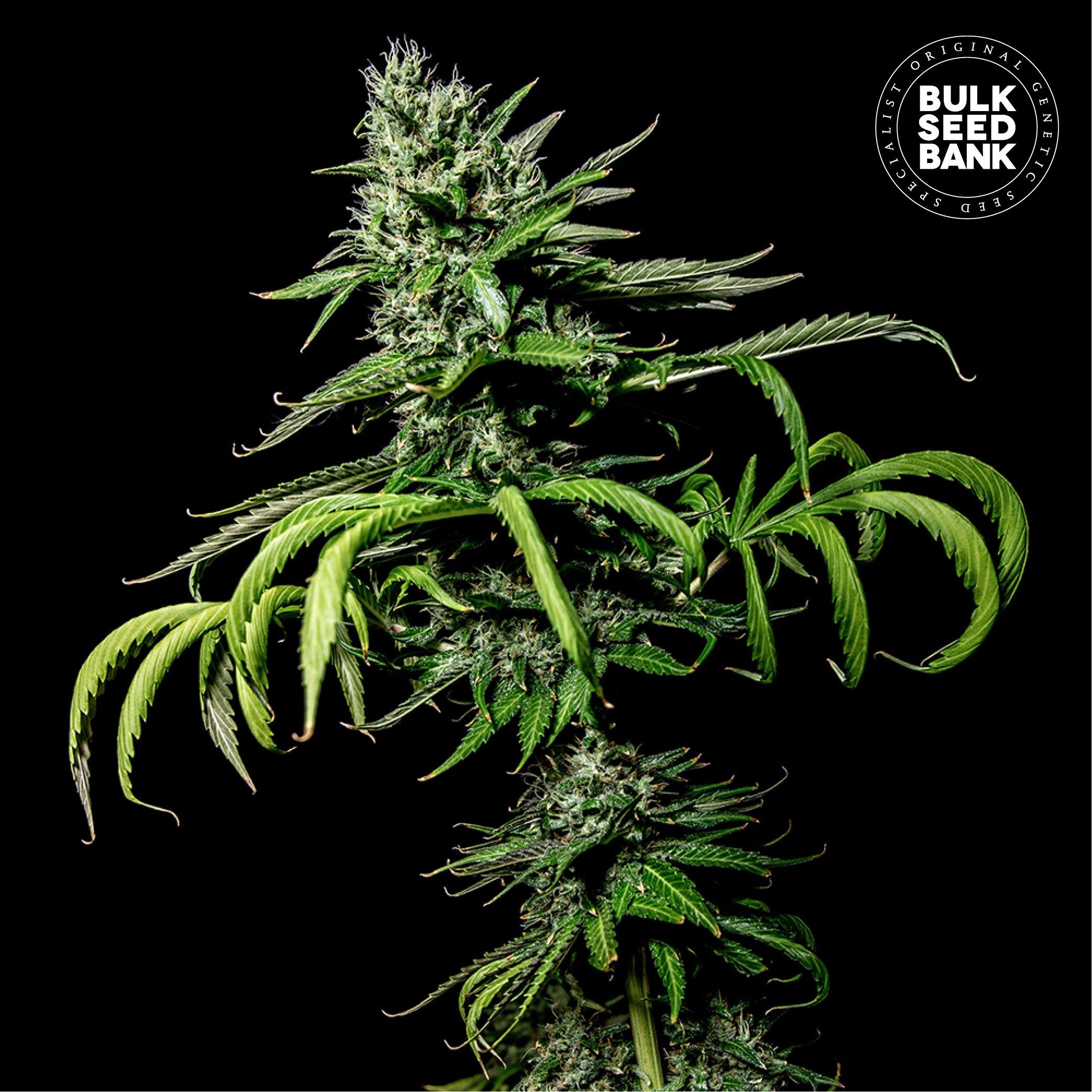 Tropical Coconut von Bulk Seed Bank