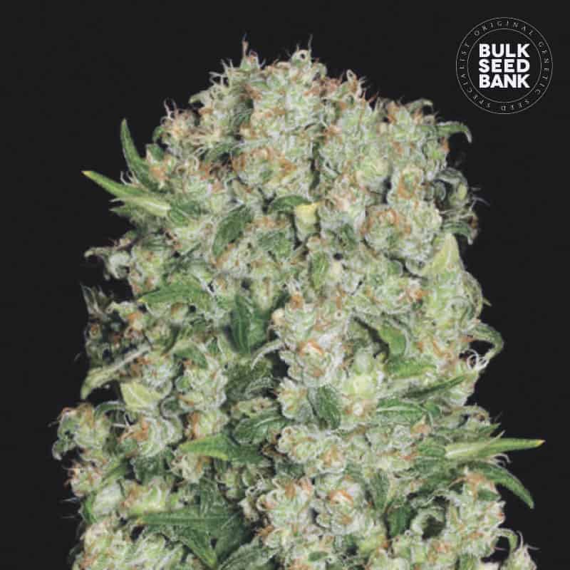 White Prussian von Bulk Seed Bank