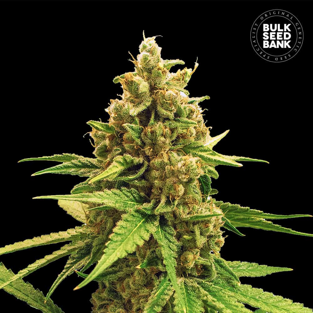 Winning Cake von Bulk Seed Bank