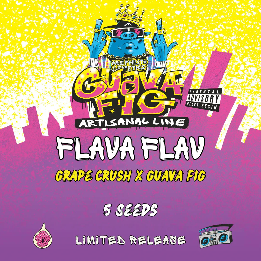 flava flav 5+1er – mephisto genetics (autoflower samen)