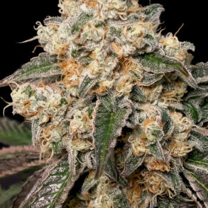 Forbidden Fruit Cake von Advanced Seeds