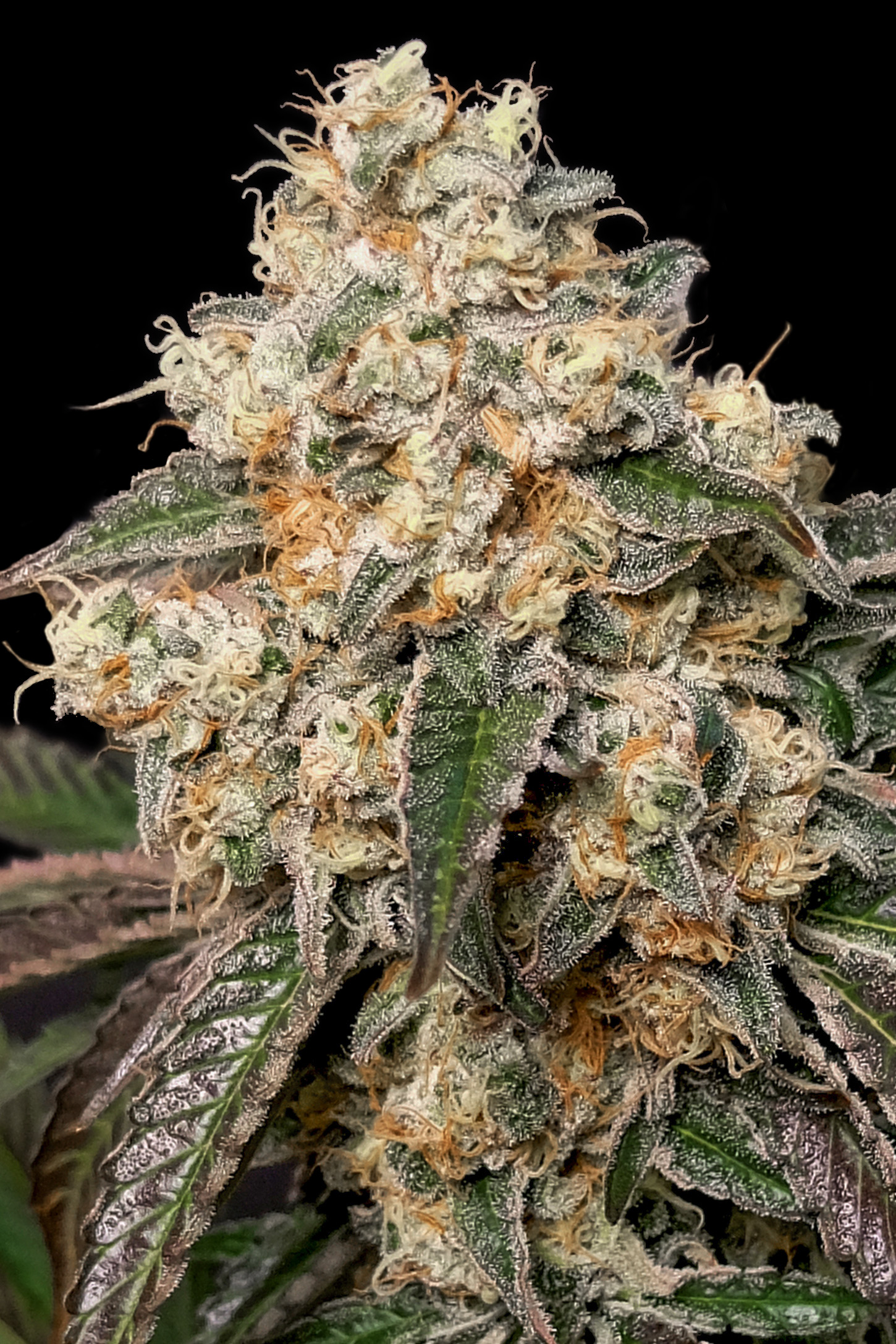 Forbidden Fruit Cake Advanced Seeds