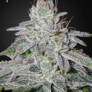 Franco's Lemon Cheese von Green House Seed Co.