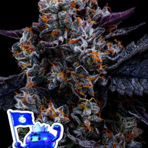 Free Blueberry Nation von Anesia Seeds