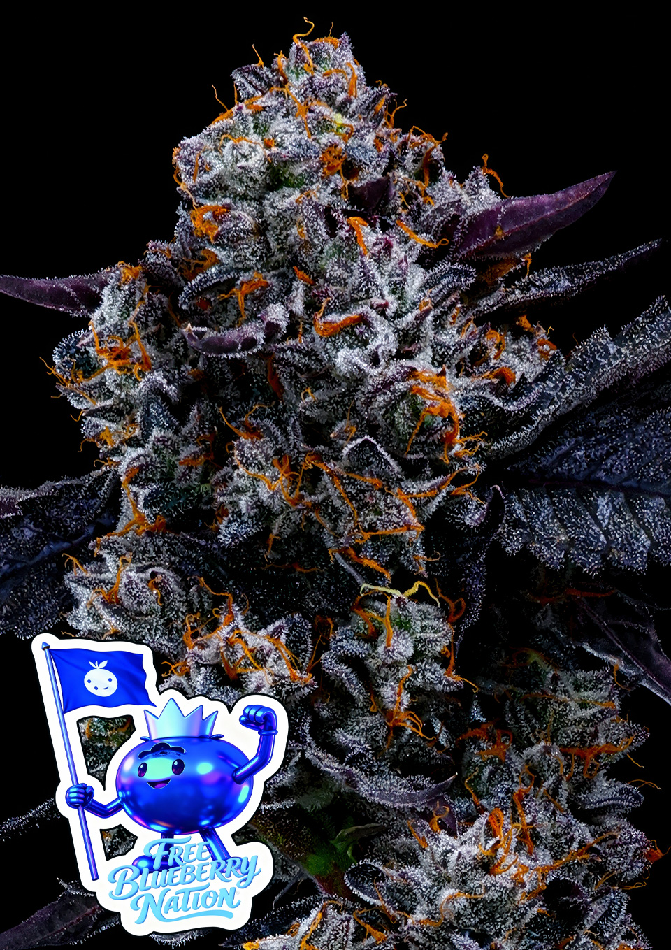 Free Blueberry Nation von Anesia Seeds