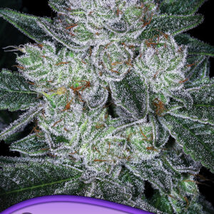 Auto Future #1® von Anesia Seeds