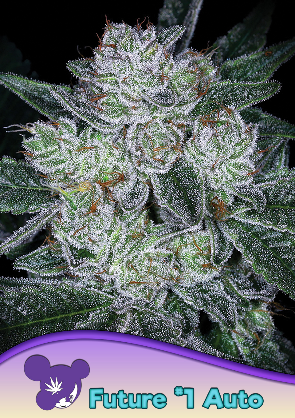 Auto Future #1® von Anesia Seeds