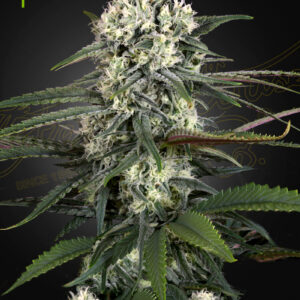 Auto-Bomb von Green House Seed Co.