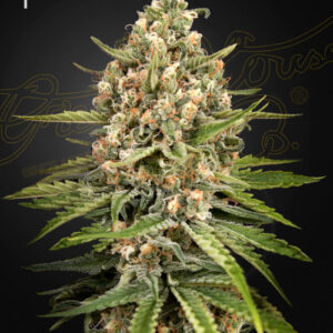 Bubba Slush von Green House Seed Co.