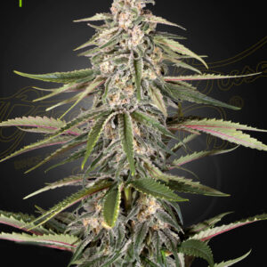 Green-O-Matic Auto von Green House Seed Co.
